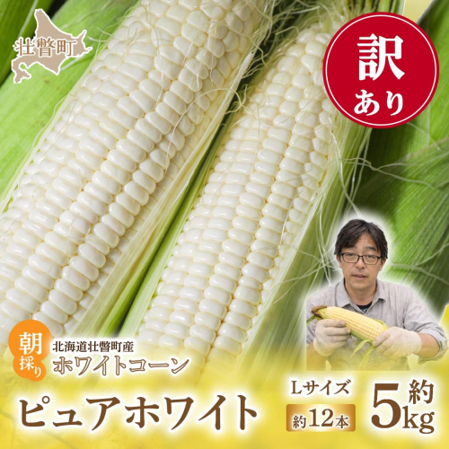 ＜2026年8月中旬頃よりお届け＞【訳あり】【朝採り】ピュアホワイト（ホワイトコーン）Lサイズ以上12本(約5kg)   SBTQ016 2652494 - 北海道壮瞥町