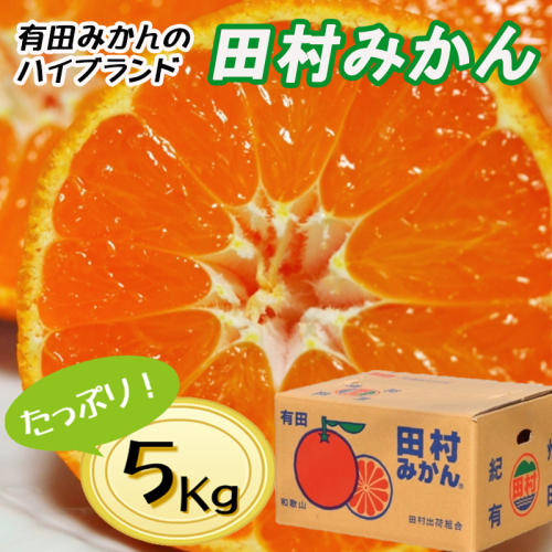 【先行予約】【秀品】田村みかん 和歌山有田 約5kg 2653092 - 和歌山県美浜町