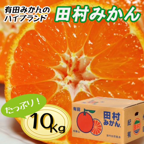 【先行予約】【秀品】田村みかん 和歌山有田 約10kg 2653093 - 和歌山県美浜町