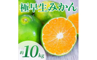 先行予約 極早生みかん 約10kg （2S～2L ）【2026年10月上旬～2026年10月下旬配送予定】みかん ミカン 極早生みかん フルーツ 果物 柑橘 かんきつ 蜜柑 熊本県 熊本 九州 宇城市 国産 高糖度 甘い ジューシー みずみずしい 果汁 日本フルーツ