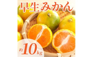 先行予約 早生みかん 約10kg（2S～2L ）【2026年11月上旬～2026年11月下旬配送予定】 みかん ミカン 早生みかん フルーツ 果物 柑橘 かんきつ蜜柑 熊本県 熊本 九州 宇城市 国産 高糖度 甘い ジューシー みずみずしい 果汁 酸味 日本フルーツ