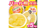 先行予約 パール柑 文旦 秀品 約5kg 【2027年2月上旬～2027年3月下旬配送予定】ぱーるかん ぶんたん 果物 フルーツ くだもの 柑橘 柑橘類 グレープフルーツ 国産 熊本 九州 産地直送 秀品 高品質 酸味控えめ 日本フルーツ