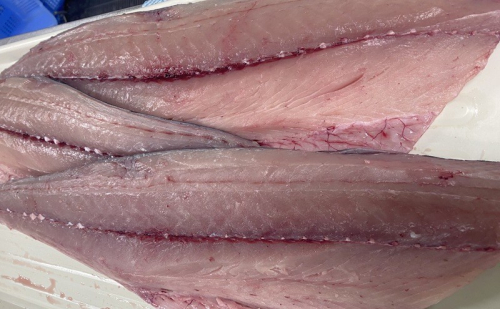 新鮮 とれたて 香川県産 特大さわら(片身) 1.0kg以上 さわら サワラ 鰆 魚 魚介 魚介類 切り身 片身 冷蔵 香川 香川県 2654525 - 香川県綾川町