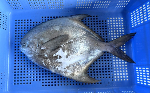 生鮮 香川県産 まながつお 1尾 1.8kg以上 マナガツオ 真魚鰹 真名鰹 魚 魚介 魚介類 冷蔵 香川 香川県 2654526 - 香川県綾川町