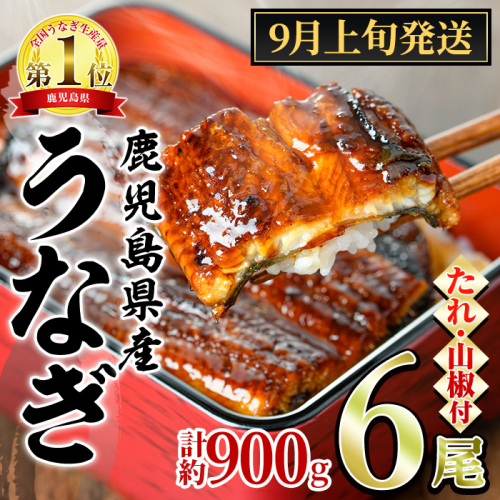 【0304349a-2609】＜9月上旬発送予定＞東串良町のうなぎ蒲焼(無頭)(6尾・計約900g・タレ、山椒付) うなぎ 高級 ウナギ 鰻 国産 蒲焼 蒲焼き たれ 鹿児島 ふるさと 人気 【アクアおおすみ】 2654823 - 鹿児島県東串良町