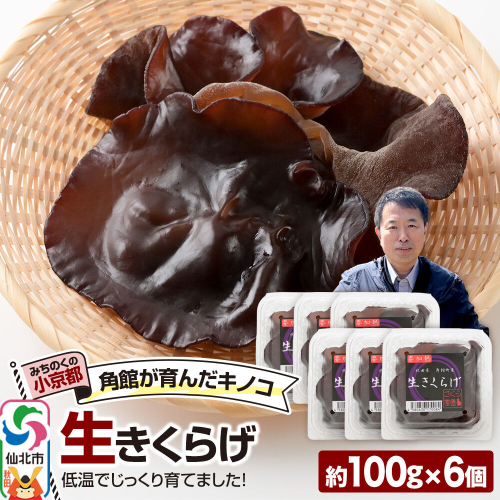 みちのくの小京都・角館が育んだ「生きくらげ」約100g×6個 [きくらげ 木耳 キクラゲ 生 肉厚 秋田県 仙北市 角館] 2654902 - 秋田県仙北市
