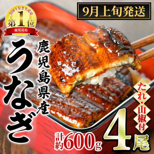 【0204348a-2609】＜9月上旬発送予定＞東串良町のうなぎ蒲焼(無頭)(4尾・計約600g・タレ、山椒付) うなぎ 高級 ウナギ 鰻 国産 蒲焼 蒲焼き たれ 鹿児島 ふるさと 人気 【アクアおおすみ】 2654967 - 鹿児島県東串良町