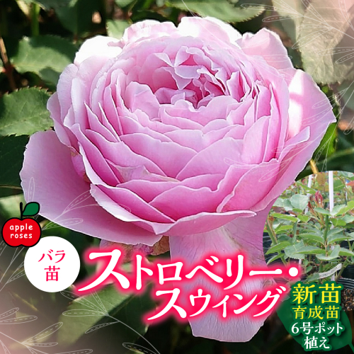 【Apple Roses】バラ苗『ストロベリー・スウィング』新苗育成苗6号ポット植え HNNH021 2654969 - 埼玉県飯能市
