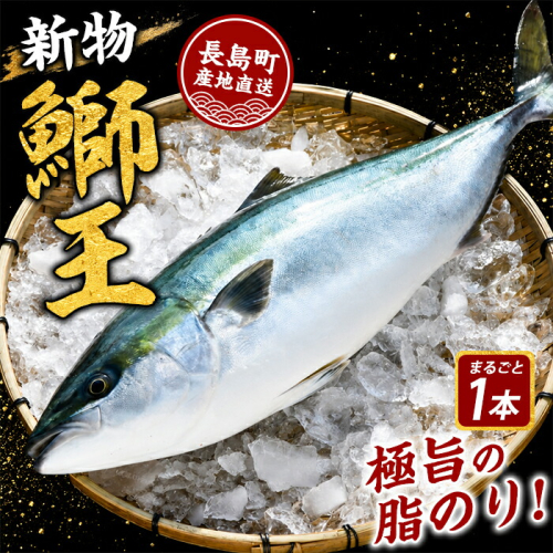 【14日前後で発送中】 テレビで紹介ぶりの王様 新物「 鰤王 」 まるごと 1本 （約3.0kg～） ラウンド 先行予約 産地直送 長島町 特産品 ブランド 鰤 冷蔵 ふるさと納税 ぶり 刺身 ぶりしゃぶ ぶり大根 海鮮丼【JFA】jfa-7114R8 2656326 - 鹿児島県長島町