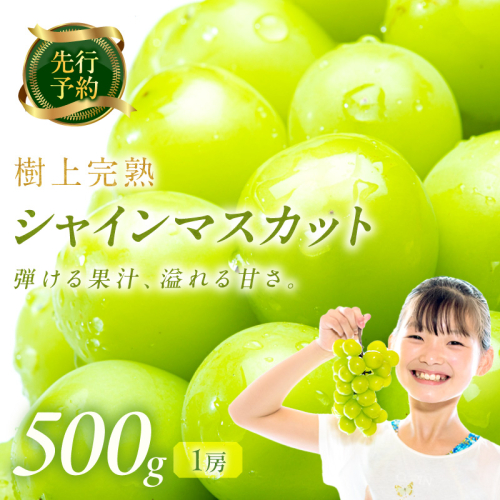 【先行予約】樹上完熟 シャインマスカット 500g（1房）（2026年9月中旬～発送） 2656564 - 京都府京丹後市