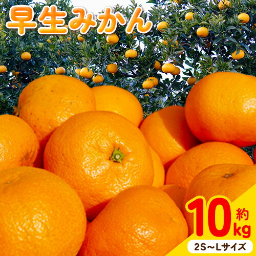 みかん 2S～Lサイズ 約 10kg どの坂果樹園《12月上旬-2月上旬頃出荷予定》 和歌山県 日高川町 みかん 早生 旬 柑橘 フルーツ 果物 蜜柑 ミカン 2656765 - 和歌山県日高川町
