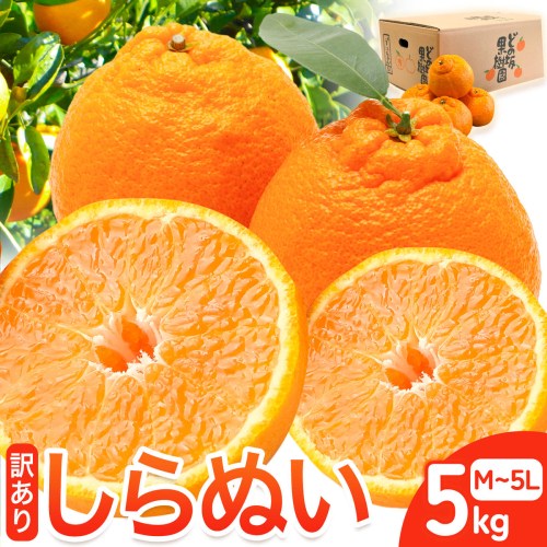 訳あり 不知火 ( デコポン と同品種 ) しらぬい 約 5kg (M～5Lサイズ) どの坂果樹園《2027年2月上旬-4月上旬頃出荷》 和歌山県 日高川町 しらぬい 不知火 デコポン でこぽん 旬 果物 フルーツ 柑橘 訳あり不知火 訳ありデコポン 訳ありしらぬい 送料無料 2656766 - 和歌山県日高川町