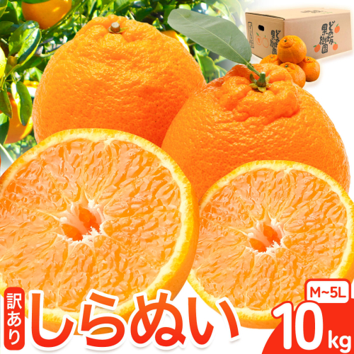 訳あり 不知火 ( デコポン と同品種 ) しらぬい 約 10kg (M～5Lサイズ) どの坂果樹園《2027年2月上旬-4月上旬頃出荷》 和歌山県 日高川町 しらぬい 不知火 デコポン でこぽん 旬 果物 フルーツ 柑橘 訳あり不知火 訳ありデコポン 訳ありしらぬい 送料無料 2656767 - 和歌山県日高川町