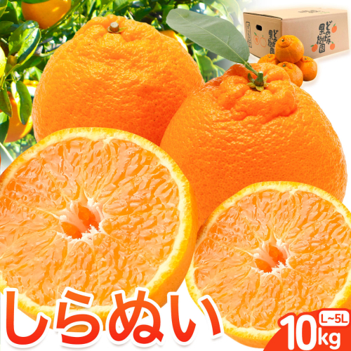 熟成貯蔵 不知火 ( デコポン と同品種 ) しらぬい 約10kg (L～5Lサイズ) どの坂果樹園《2027年2月中旬-5月上旬頃出荷》 和歌山県 日高川町 しらぬい 不知火 デコポン でこぽん 旬 果物 フルーツ 柑橘 産地直送 送料無料 2656768 - 和歌山県日高川町