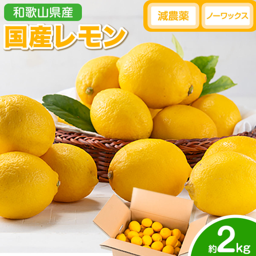 【2027年発送先行予約】 国産 レモン 約 2kg (L～4Lサイズ) どの坂果樹園《2027年2月上旬-5月末頃出荷》 和歌山県 日高川町 レモン れもん 檸檬 果物 フルーツ 国産レモン レモネード レモンサワー はちみつレモン はちみつ ハイボール 旬 柑橘 フルーツ 果物 送料無料 2656770 - 和歌山県日高川町