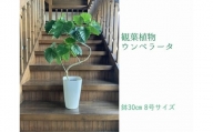 066-10 観葉植物 ウンベラータ8号サイズ1鉢