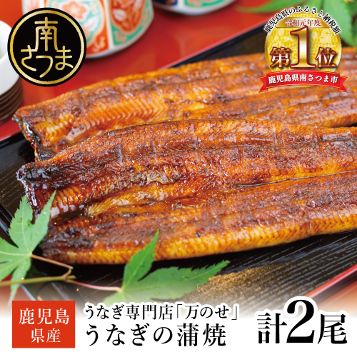 鹿児島県産 うなぎ蒲焼 2尾 セット うなぎ専門店 「万のせ」 ジューシー スタミナ ウナギ 鰻 蒲焼き 国産 ギフト うな重 たれ ひつまぶし 山椒 冷凍 簡単調理 土用 丑の日 贈り物 お取り寄せグルメ 冷凍 鹿児島県 南さつま市 2659529 - 鹿児島県南さつま市