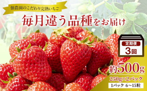 先行予約 【3回定期】毎月違う品種をお届け！奈良 いちご あすかルビー 古都華 奈乃華 ブランド イチゴ フルーツ ことか なのか 定期便　250g×2パック 3回 奈良県 大和郡山市 2659590 - 奈良県大和郡山市