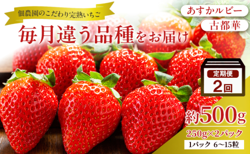 先行予約 【2回定期】毎月違う品種をお届け！奈良 いちご あすかルビー 古都華 ブランド イチゴ フルーツ ことか 定期便　250g×2パック 2回 奈良県 大和郡山市 2659591 - 奈良県大和郡山市