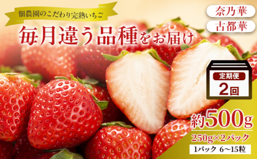 先行予約 【2回定期】毎月違う品種をお届け！奈良 いちご 奈乃華 古都華 ブランド イチゴ フルーツ ことか なのか 定期便　250g×2パック 2回 奈良県 大和郡山市 2659592 - 奈良県大和郡山市
