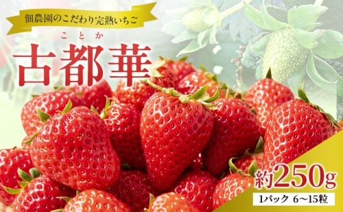 先行予約 いちご 完熟 古都華 約250g(250g×1パック ) 佃農園のこだわり 高評価 フルーツ 果物 旬 産地直送 旬の果物 おやつ デザート ことか イチゴ 冷蔵 冷蔵配送 奈良県 大和郡山市 BN001 2659593 - 奈良県大和郡山市