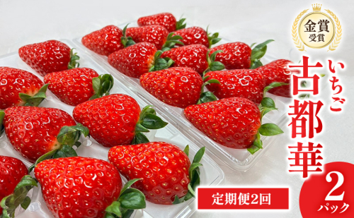 【先行予約】いちご 定期便 2回　古都華　2パック 金賞受賞 フルーツ 果物 旬 産地直送 デザート ことか イチゴ 苺 冷蔵 奈良 大和郡山　北村農園 2659596 - 奈良県大和郡山市
