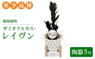 観葉植物 ザミオクルカス・レイヴン　陶器５号【希少品種！】| 観葉植物 ザミオ インテリア  鉢つき おしゃれ インテリアグリーン  癒し リラックス プレゼント ギフト 誕生日 お祝い 希少  岐阜 瑞穂市 はなのかファーム