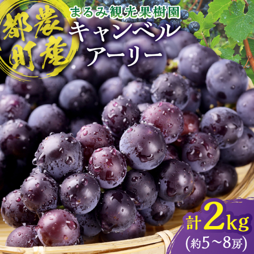 まるみ果樹園のぶどう『キャンベルアーリー』(計2kg) 葡萄 果物 フルーツ 天然 ミネラル栽培_T036-003 2660100 - 宮崎県都農町