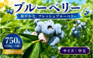 [先行予約] 完熟 ブルーベリー 中玉750g(150g×5) 詰め合わせ 7月発送 大粒 果汁 甘 酸味 人気 果物類 ブルーベリー フルーツ 国産 産地直送 お取り寄せ 贈り物 岩手県 盛岡市 東北 岩手 盛岡 北田りんご園 kitada002