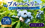 [先行予約] 完熟 ブルーベリー 大玉750g(150g×5) 詰め合わせ 7月発送 大粒 果汁 甘 酸味 人気 果物類 ブルーベリー フルーツ 国産 産地直送 お取り寄せ 贈り物 岩手県 盛岡市 東北 岩手 盛岡 北田りんご園 kitada003