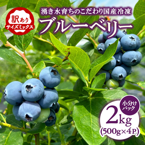 【訳あり2kg】湧き水育ちの国産冷凍ブルーベリー(500g×4パック)農家直送【ブルーベリーガーデンcoicoi/愛知県額田郡幸田町】 ※2026年6月～発送 2660166 - 愛知県幸田町