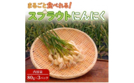 ＜9月中旬以降順次発送!＞まるごと!スプラウトにんにく(80g×3パック)　栄養満点スーパーフード【1735500】