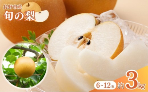 長野市産 梨 3kg（6～12玉）【2026年9月上旬以降発送予定】(さらしな青果) | 梨 人気 おすすめ フルーツ 果物 なし ナシ 和梨 長野県 長野市 信州 信濃 ふるさと納税 2660667 - 長野県長野市