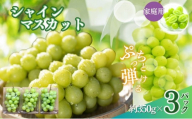 [訳あり]長野市産 シャインマスカット 約1.0kg(ご家庭用)[2026年9月下旬以降出荷予定]わけあり 長野 | ぶどう 訳あり 農家応援 シャインマスカット 約1kg 人気 おすすめ フルーツ 果物 葡萄 ブドウ 種なし 皮ごと 旬 長野県 長野市 信州 信濃 ふるさと納税