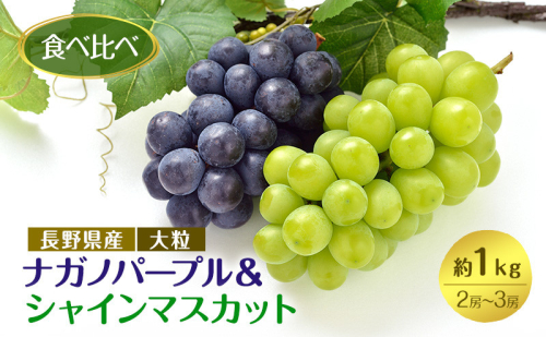食べ比べ「ナガノパープル&シャインマスカット」約1kg （2～３房）入【2026年9月以降発送予定】(さらしな青果) |  ぶどう 食べ比べ ナガノパープル シャインマスカット 人気 おすすめ 葡萄 ブドウ フルーツ 果物 セット 詰合せ 旬 産地直送 ギフト プレゼント 長野県 長野市 信州 信濃 ふるさと納税 2660757 - 長野県長野市
