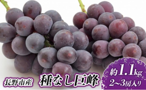 長野市産 種なし巨峰 約1.1kg【2026年9月中旬以降出荷分】 |  ぶどう 巨峰 種なし 定番 人気 おすすめ 葡萄 ブドウ フルーツ 果物  濃厚 ブルーム 新鮮 長野県 長野市 信州 信濃 ふるさと納税 2660790 - 長野県長野市