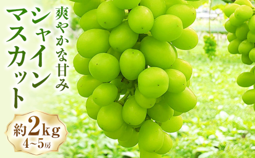 シャインマスカット約2kg(4～5房) マスカット ぶどう 種なし 果物 上田市 2661103 - 長野県上田市