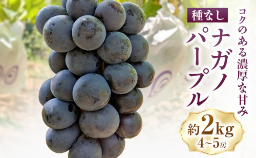 ナガノパープル約2kg(4～5房) ぶどう 葡萄 種なし 果物 上田市 2661104 - 長野県上田市