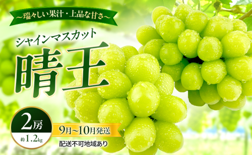 ぶどう 2026年 先行予約 シャインマスカット 晴王 2房 約1.2kg 9月～10月発送 岡山県産 種無し 皮ごと食べる みずみずしい 甘い 瀬戸内 晴れの国 おかやま 果物大国 満天フルーツ 2661123 - 岡山県玉野市