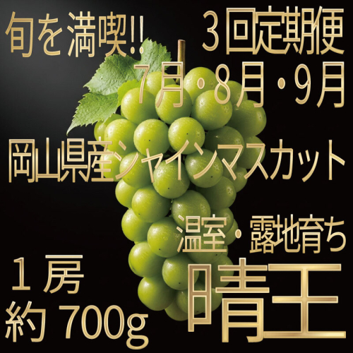 [HS]【定期便全3回】ぶどう先行予約7月・8月・9月発送温室シャインマスカット晴王1房約700g ブドウ 葡萄  岡山県産 国産 フルーツ 果物 ギフト デザート 食後 酸味が少ない 産地直送 2661144 - 岡山県玉野市
