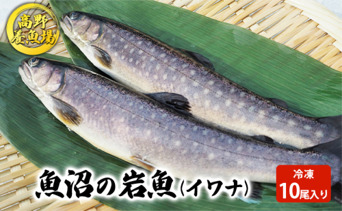 魚沼の岩魚（イワナ）冷凍10尾入り 魚貝類 川魚  2661793 - 新潟県魚沼市