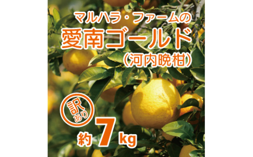 【訳あり】 河内晩柑 7kg 発送期間: 4月中旬～8月下旬 (なくなり次第終了) 先行予約 訳あり 河内晩柑 みかん かわちばんかん マルハラファーム 愛南ゴールド 柑橘 グレープフルーツ 和製 果物 フルーツ おいしい 愛媛 愛南 産地直送 国産 農家直送 果樹園 文旦 数量限定 人気 限定 ジューシー 甘い 2661982 - 愛媛県愛南町