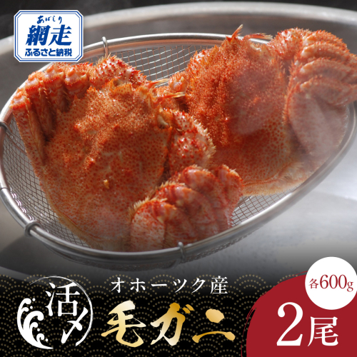 オホーツク産活〆毛ガニ 2尾（600g×2） ABAO2206 2662047 - 北海道網走市