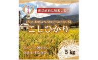 令和7年 鳥取県産　山崎農園こしひかり5kg【1725211】