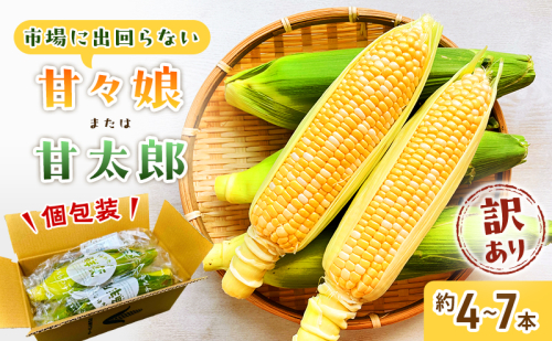 訳あり とうもろこし 先行予約 甘々娘 または 甘太郎 約4本～7本 家庭用 テルもろこし 先端カット済 個包装 レンジ調理 レンチン 旬 冷蔵配送 6月下旬頃より順次発送 静岡 浜松市【配送不可：離島】 2662846 - 静岡県浜松市