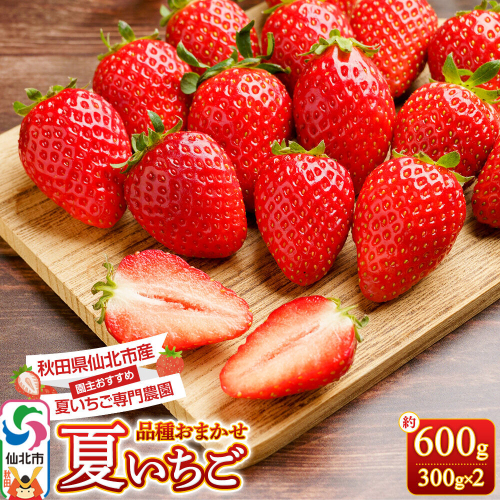 《近畿以北限定》 夏イチゴ専門農園の園主おすすめ！ 仙北市産 夏イチゴ 約600g（約300g×2パック） [苺 イチゴ いちご ブランド 品種 銘柄 なつあかり 夏のしずく 希少品種 ケーキ ジャム スムージー スイーツ フルーツ 果物 秋田県 今が旬] 2662908 - 秋田県仙北市
