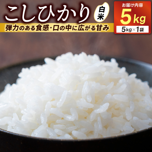 ＼先行予約／山崎観光農園のお米　コシヒカリ　白米5kg｜栃木県 益子町 ふるさと納税 お米 コシヒカリ 白米 精米 5kg（AU014） 2663161 - 栃木県益子町