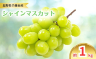 【2026年先行予約】シャインマスカット 約1kg｜ぶどう 大粒 白ぶどう 種無し 皮ごと 信州 長野県 千曲市