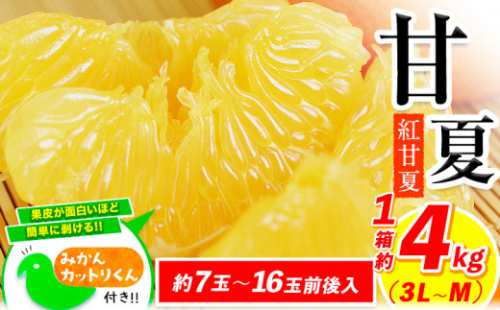 【2026年度先行予約分】みかん 好き必見 甘夏 熊本県産(津奈木町産含む) 甘夏 約 4kg (約7-16玉前後) 柑橘 大玉 ミカン《2月中旬-4月末頃出荷》 フルーツ 旬 甘夏みかん 果物 訳あり 定期 でない 2663877 - 熊本県津奈木町