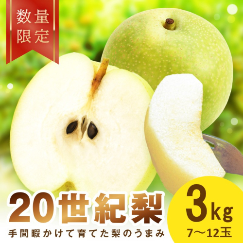 【先行予約／数量限定100】廿世紀梨 3kg（2026年9月上旬～発送）　フルーツ くだもの 国産 梨 二十世紀 20世紀 廿世紀 ふるさと 納税 梨 ふるさと納税 フルーツ ふるさと 納税 20世紀梨
 2666654 - 京都府京丹後市